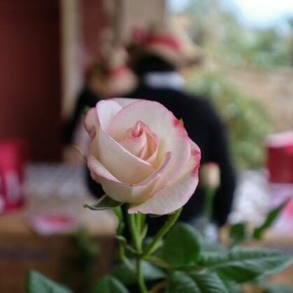 Scopri La Rosa di Genova