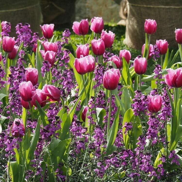 Scopri Euroflora al 74^ Congresso di AIPH in Olanda