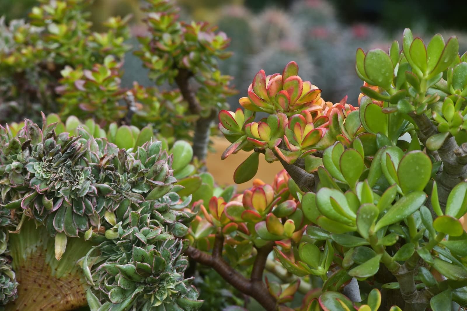 LA FUNZIONE DI FLORALIES ED EXPO NELLO SCENARIO INTERNAZIONALE