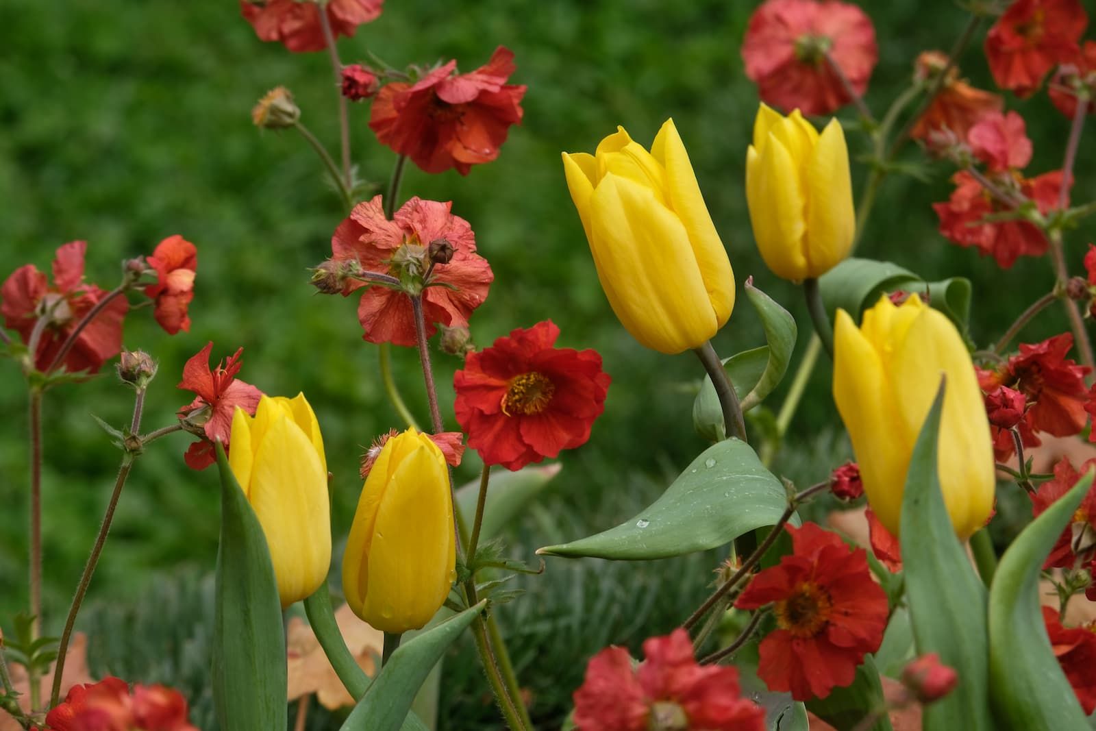 SPONSORIZZARE EUROFLORA