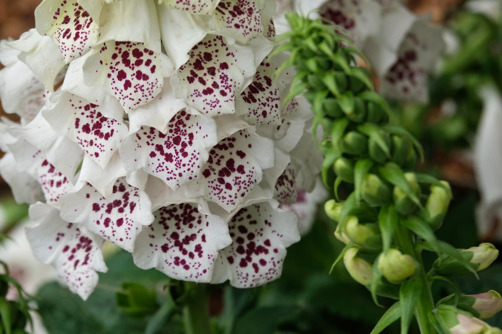 Scopri COMPOSIZIONI FLOREALI, FIORI RECISI, BONSAI E MERCATO VERDE