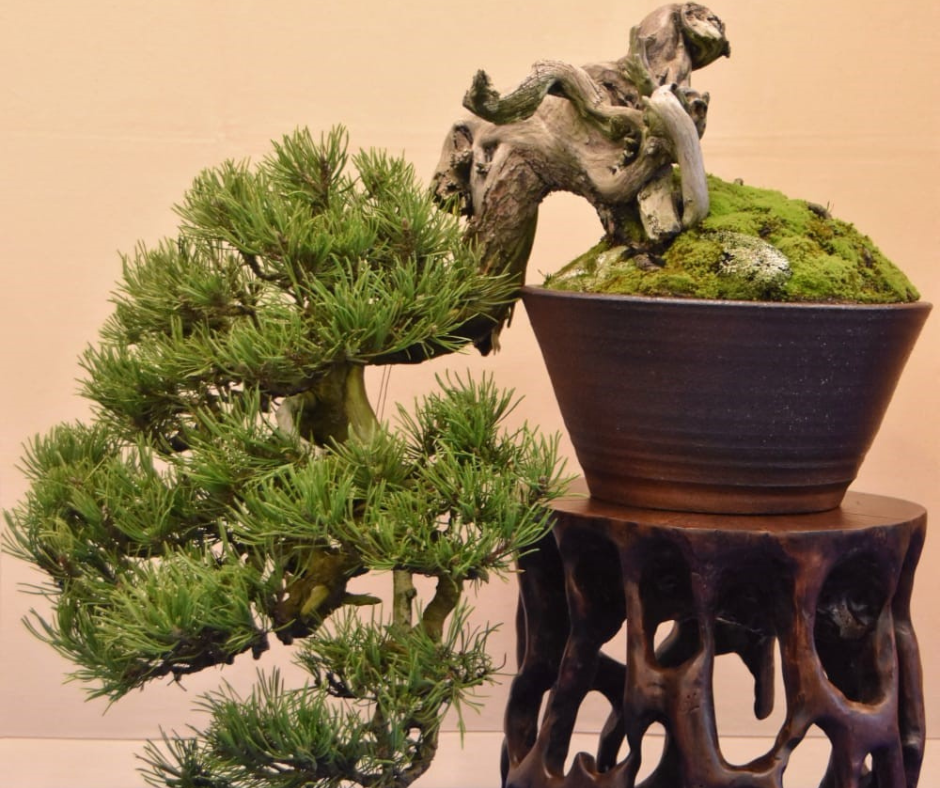 Scopri BELLISSIMI BONSAI: GIAPPONE PROTAGONISTA A EUROFLORA