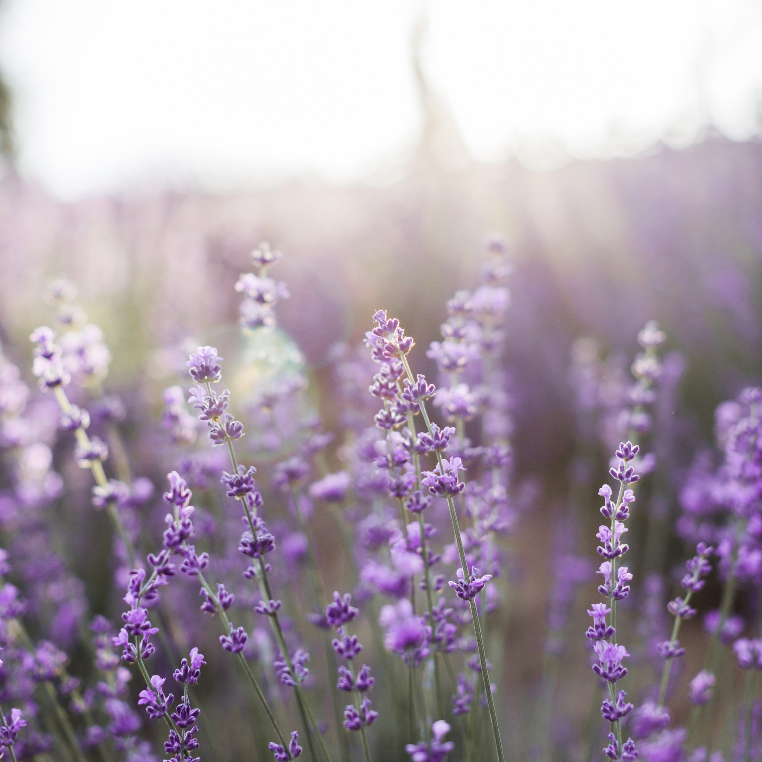 Scopri Lavanda