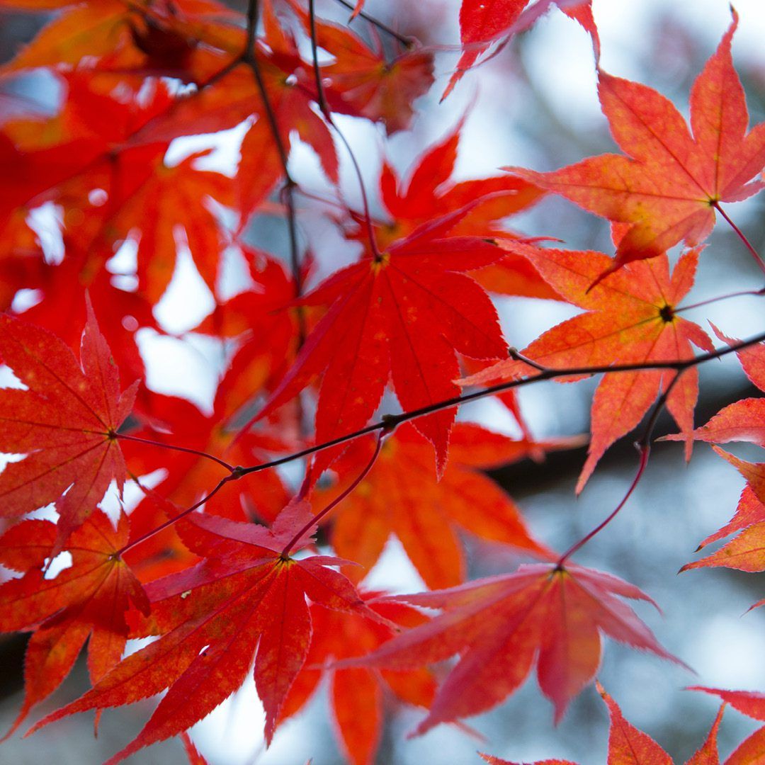 Scopri Autunno mon amour. <br> Piccoli consigli pratici per un giardino impeccabile.