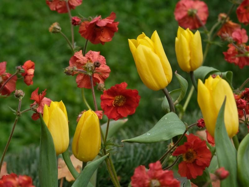 Scopri SPONSORIZZARE EUROFLORA