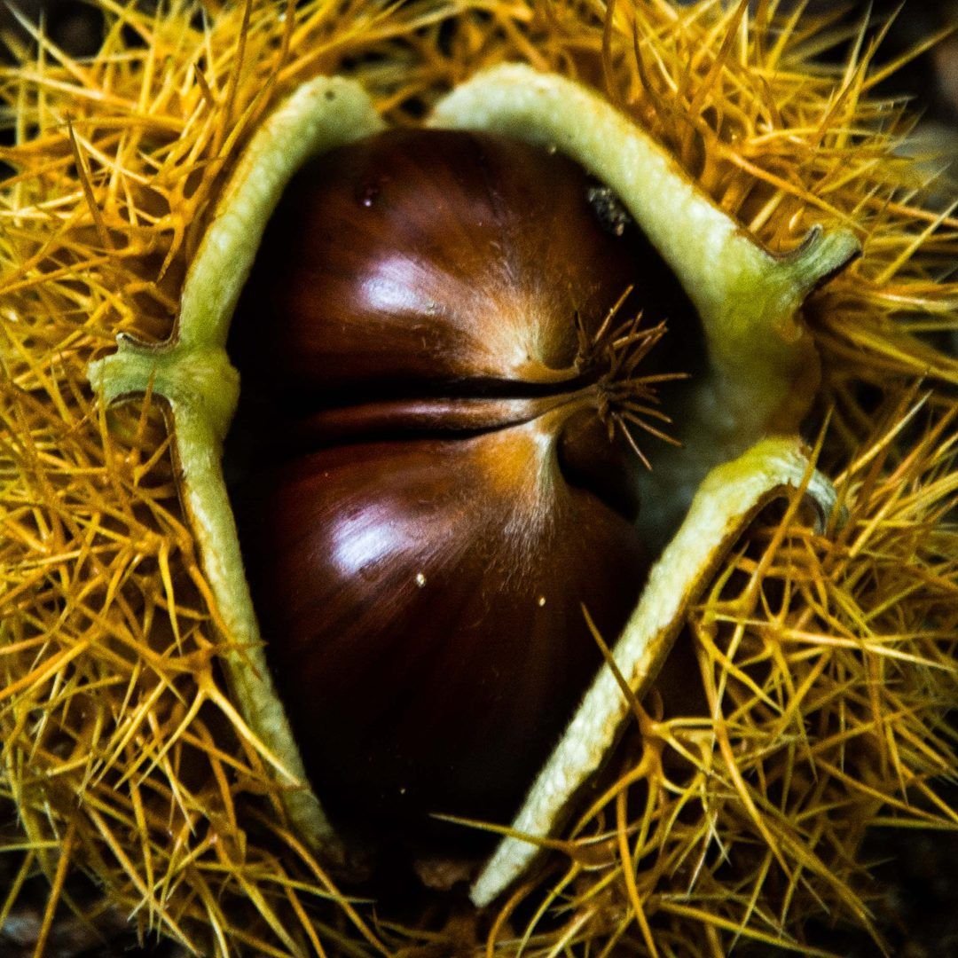 Scopri Ma quanto amiamo le castagne?