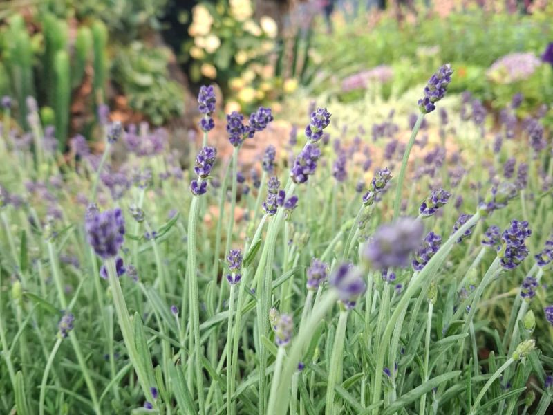 Scopri Euroflora alle Floraliën Gent 2026